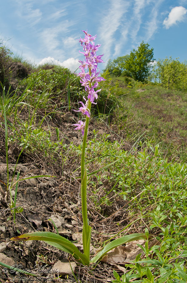 Orchis ?